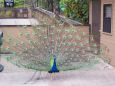 Greeted us as we entered the zoo